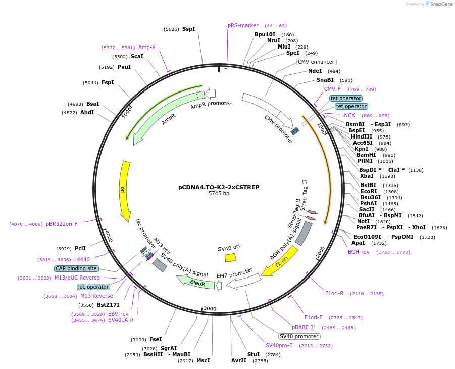 136149-plasmid-map-sequence-id-267210