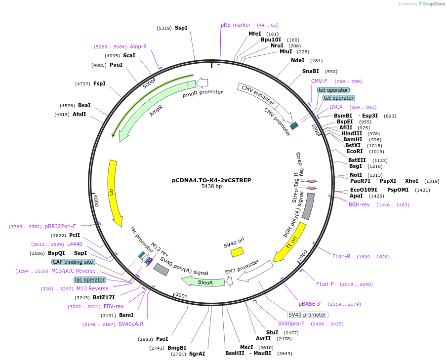 136151-plasmid-map-sequence-id-267212