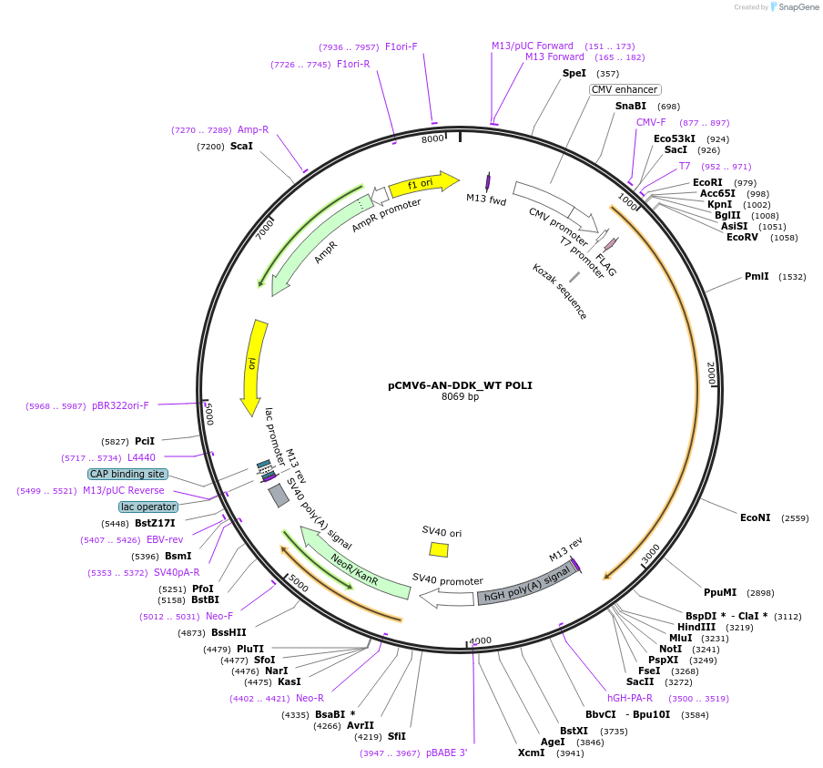 131228-plasmid-map-sequence-id-267277