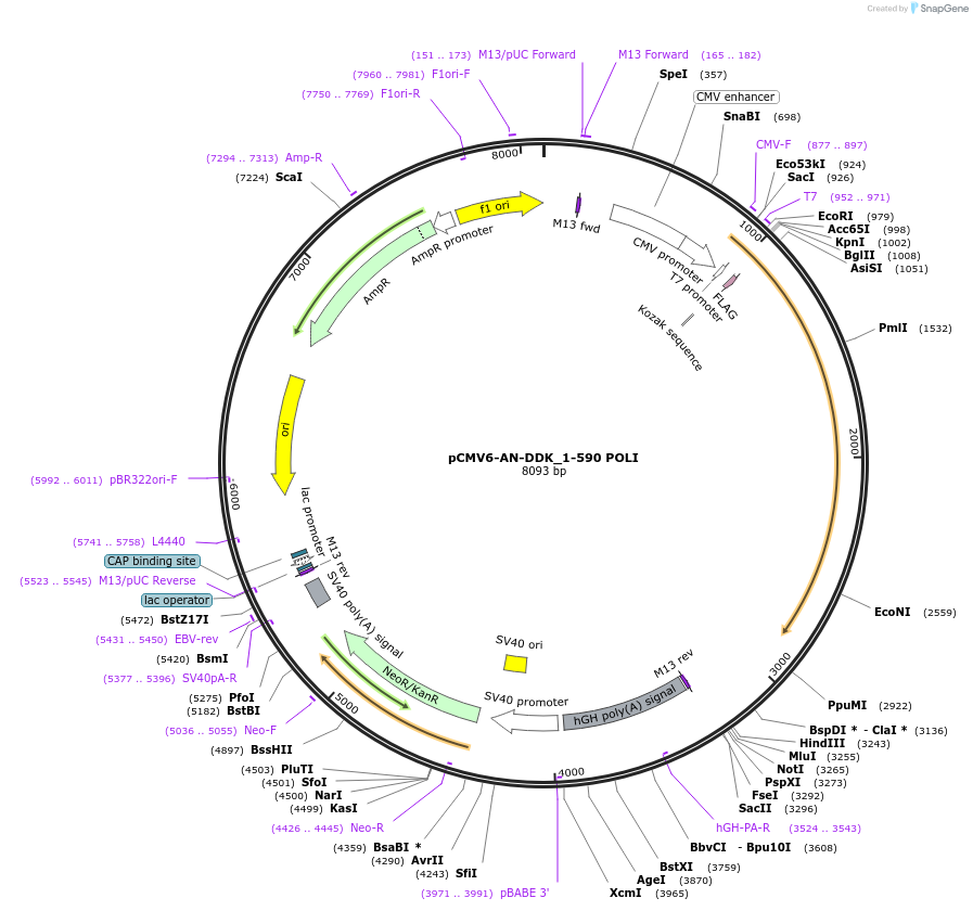 131233-plasmid-map-sequence-id-267279