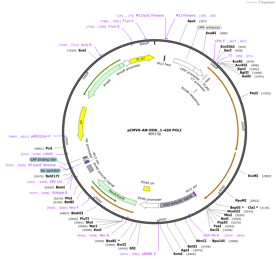 131234-plasmid-map-sequence-id-267280
