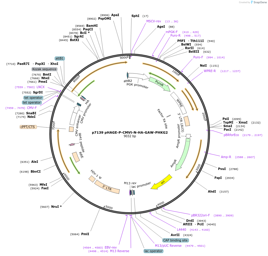 100159-plasmid-map-sequence-id-267285