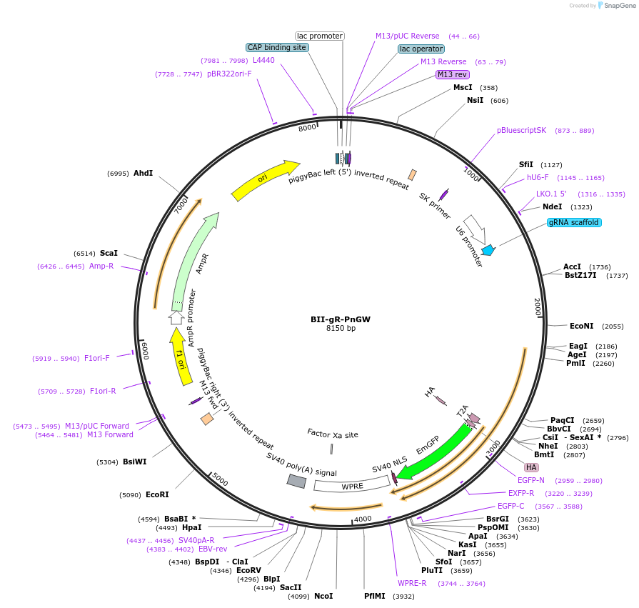 133355-plasmid-map-sequence-id-267392