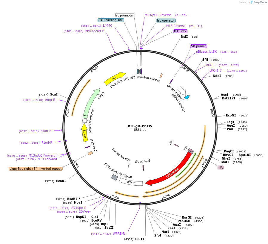 133356-plasmid-map-sequence-id-267393