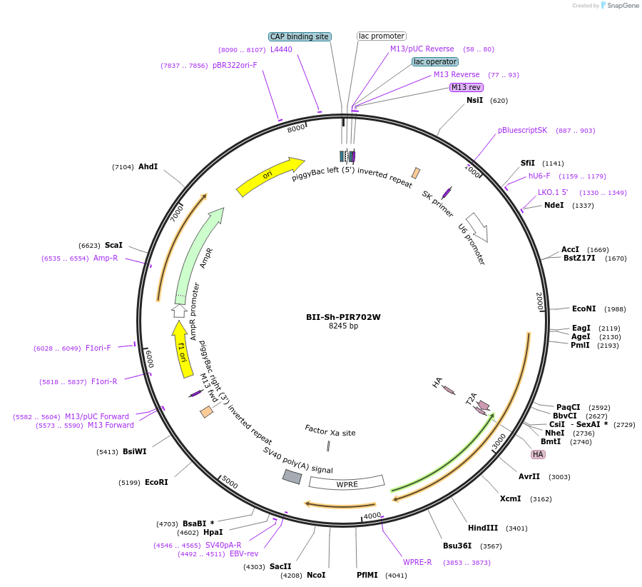 133361-plasmid-map-sequence-id-267397