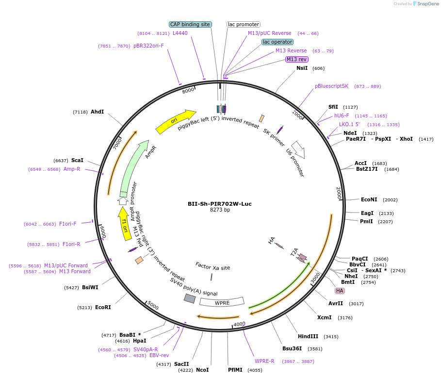 133362-plasmid-map-sequence-id-267398