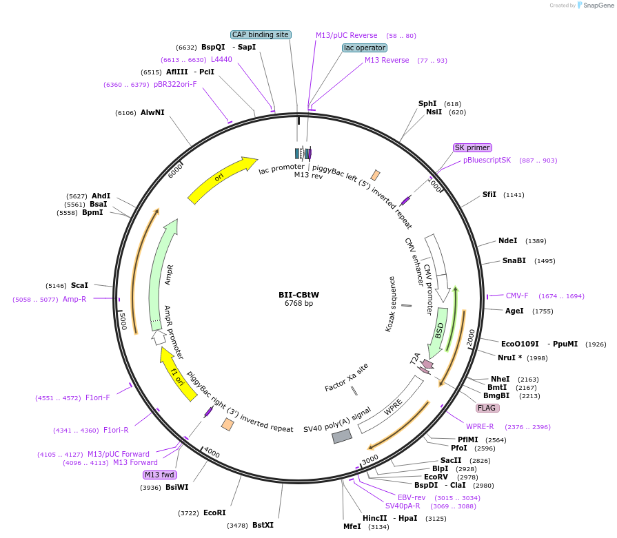 133372-plasmid-map-sequence-id-267399