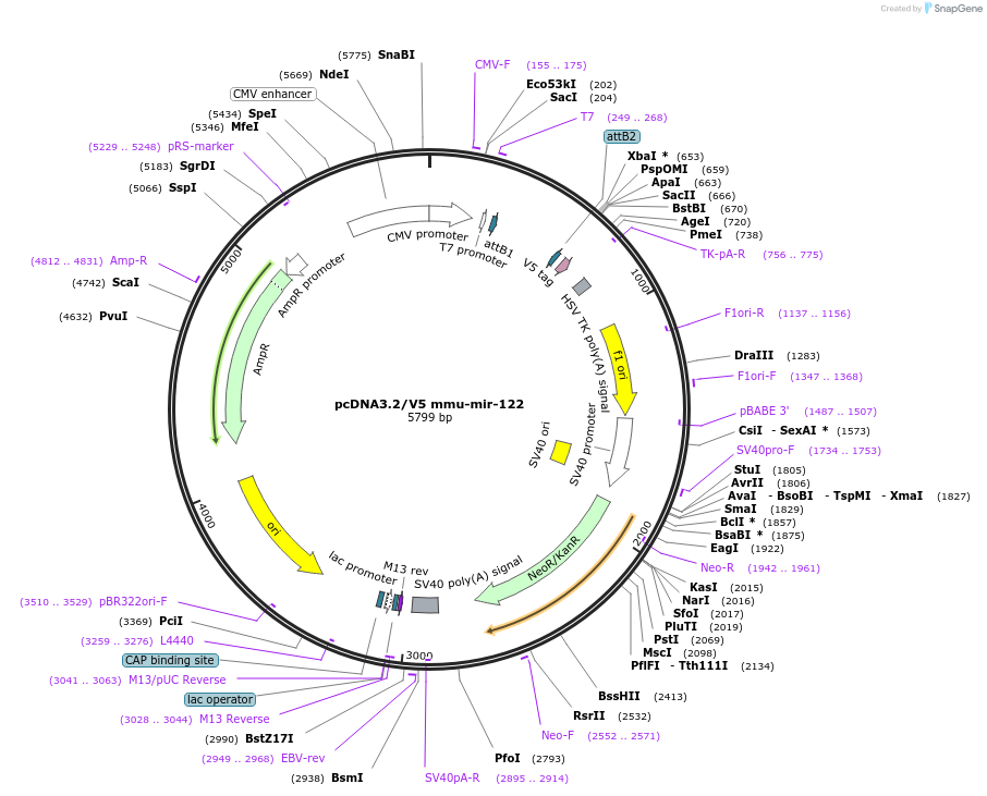 26325-plasmid-map-sequence-id-267400