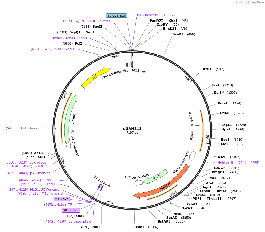 129270-plasmid-map-sequence-id-267401