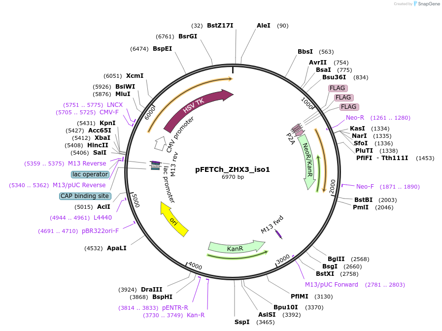 128239-plasmid-map-sequence-id-267404