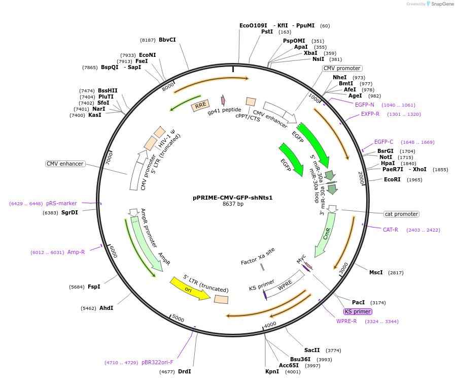 132713-plasmid-map-sequence-id-267408