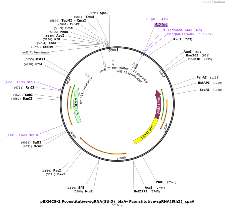 133348-plasmid-map-sequence-id-267409