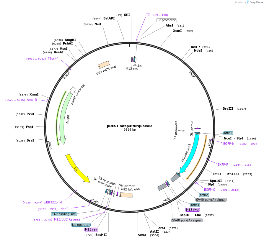 135218-plasmid-map-sequence-id-267420