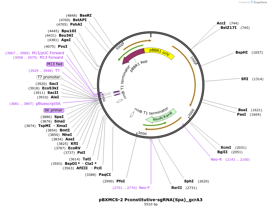 133343-plasmid-map-sequence-id-267423