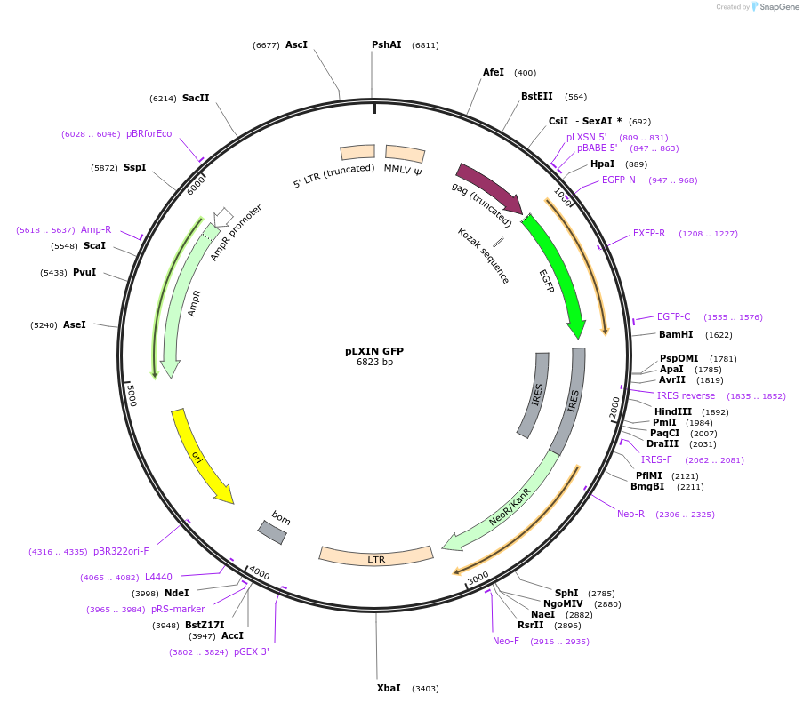 132935-plasmid-map-sequence-id-267426