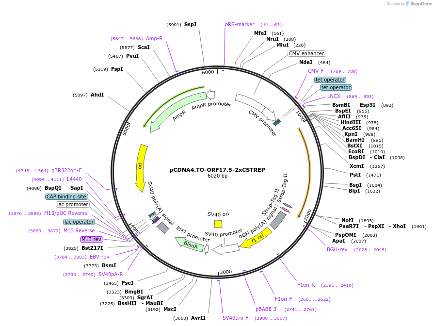 136177-plasmid-map-sequence-id-267428