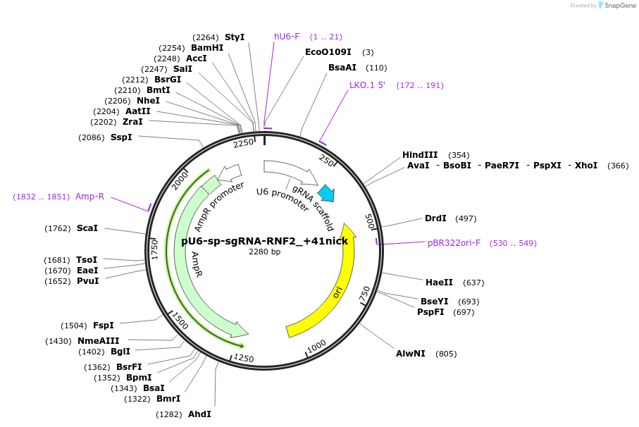 135958-plasmid-map-sequence-id-267435