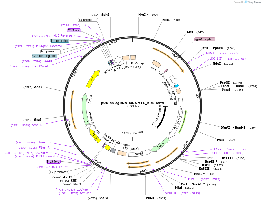 135959-plasmid-map-sequence-id-267439