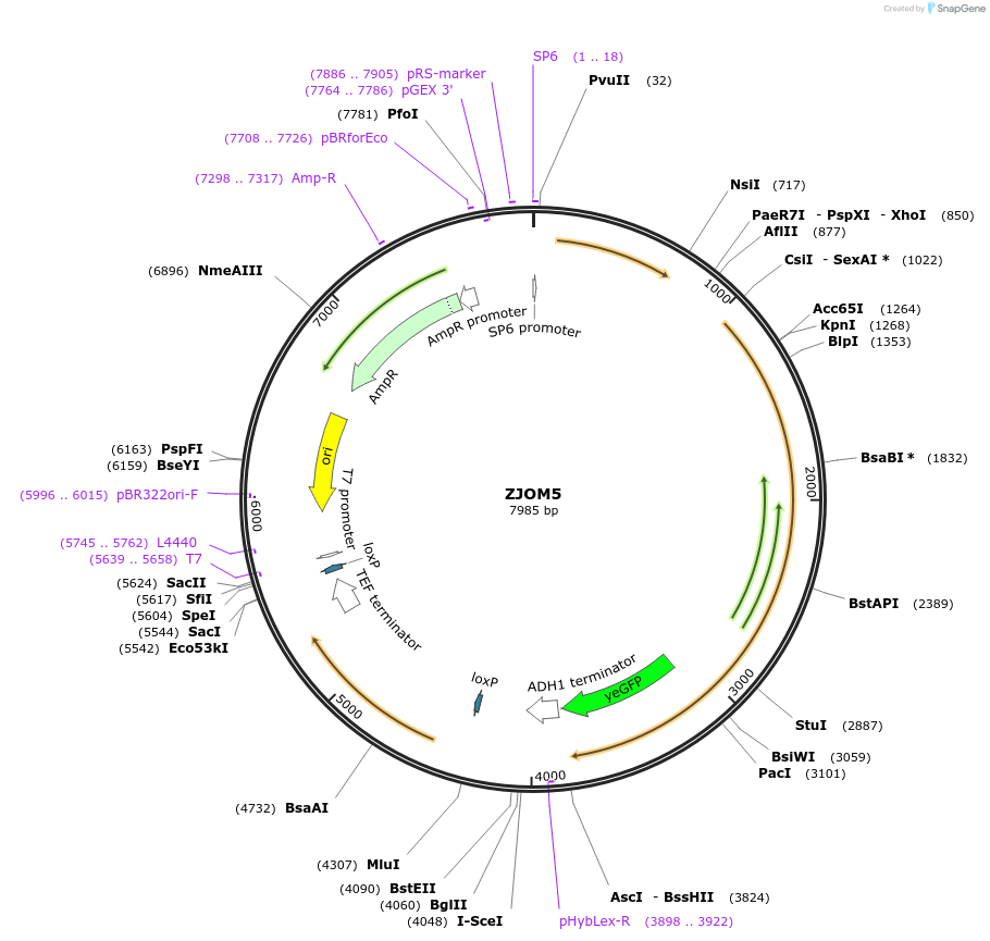 133635-plasmid-map-sequence-id-267441
