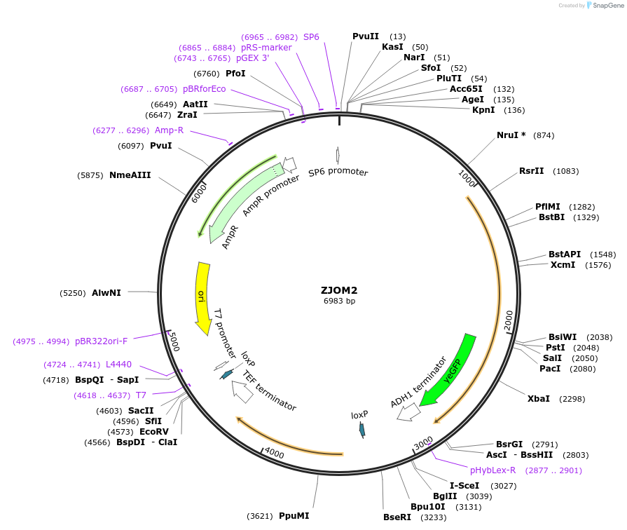 133633-plasmid-map-sequence-id-267443