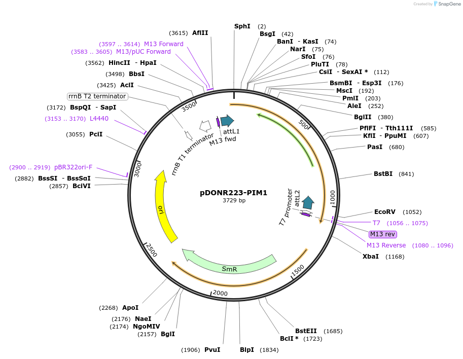 23692-plasmid-map-sequence-id-267448