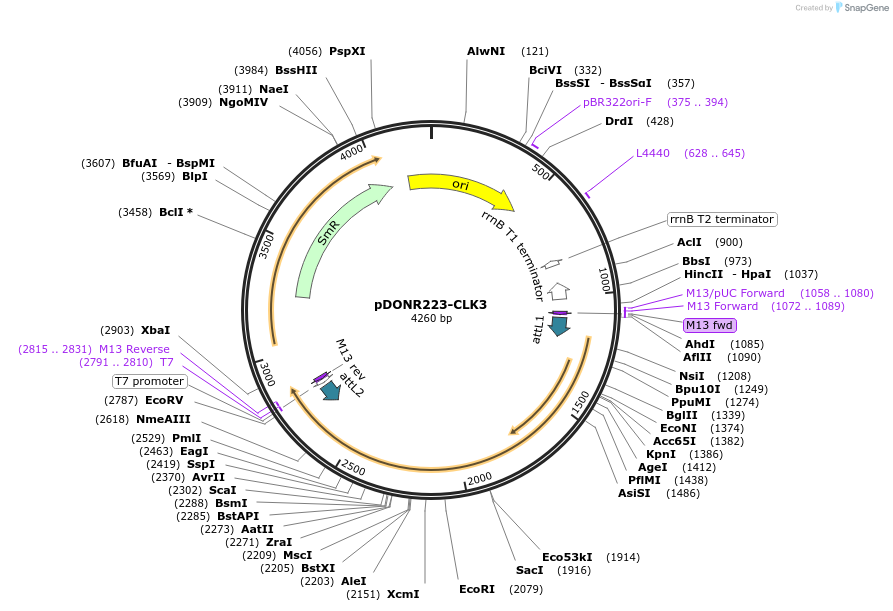 23753-plasmid-map-sequence-id-267450
