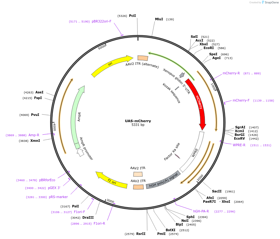 135457-plasmid-map-sequence-id-267451