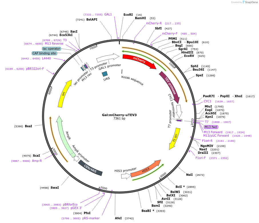 135453-plasmid-map-sequence-id-267452