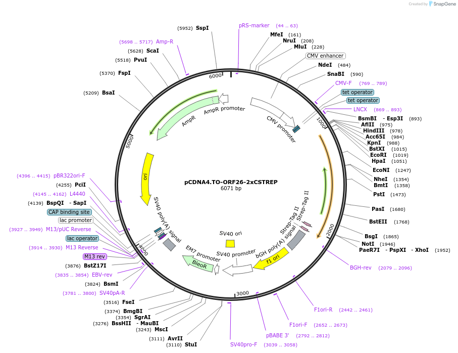 136186-plasmid-map-sequence-id-267489
