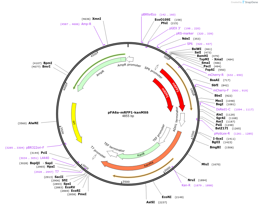 133551-plasmid-map-sequence-id-267512