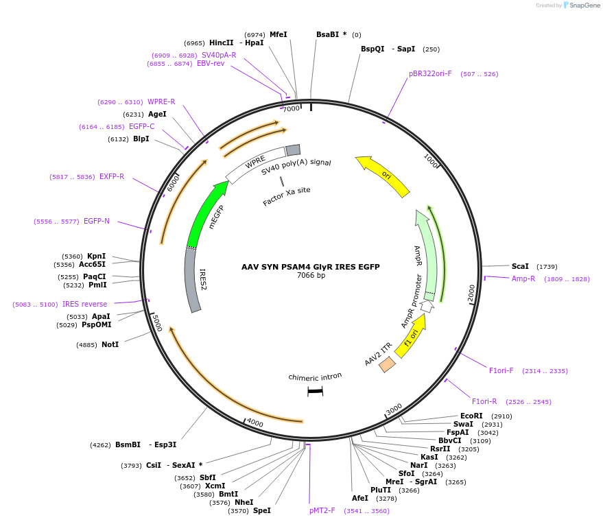 119742-plasmid-map-sequence-id-267513