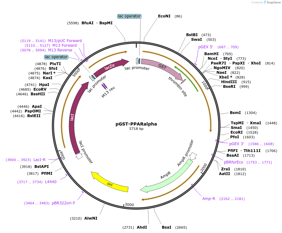 16550-plasmid-map-sequence-id-267516