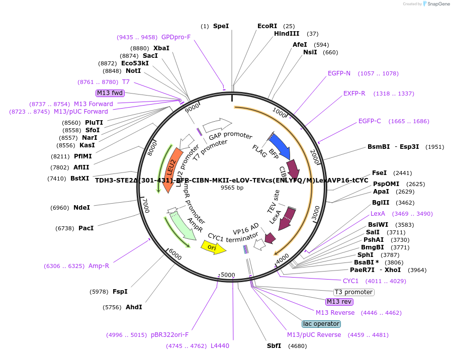 135465-plasmid-map-sequence-id-267517