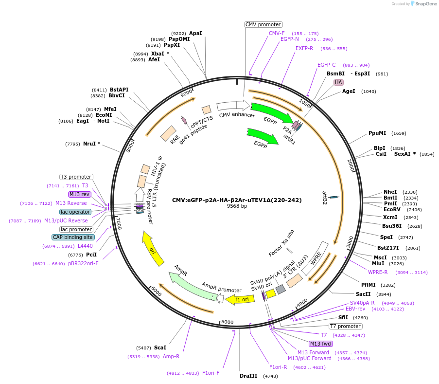 135459-plasmid-map-sequence-id-267521