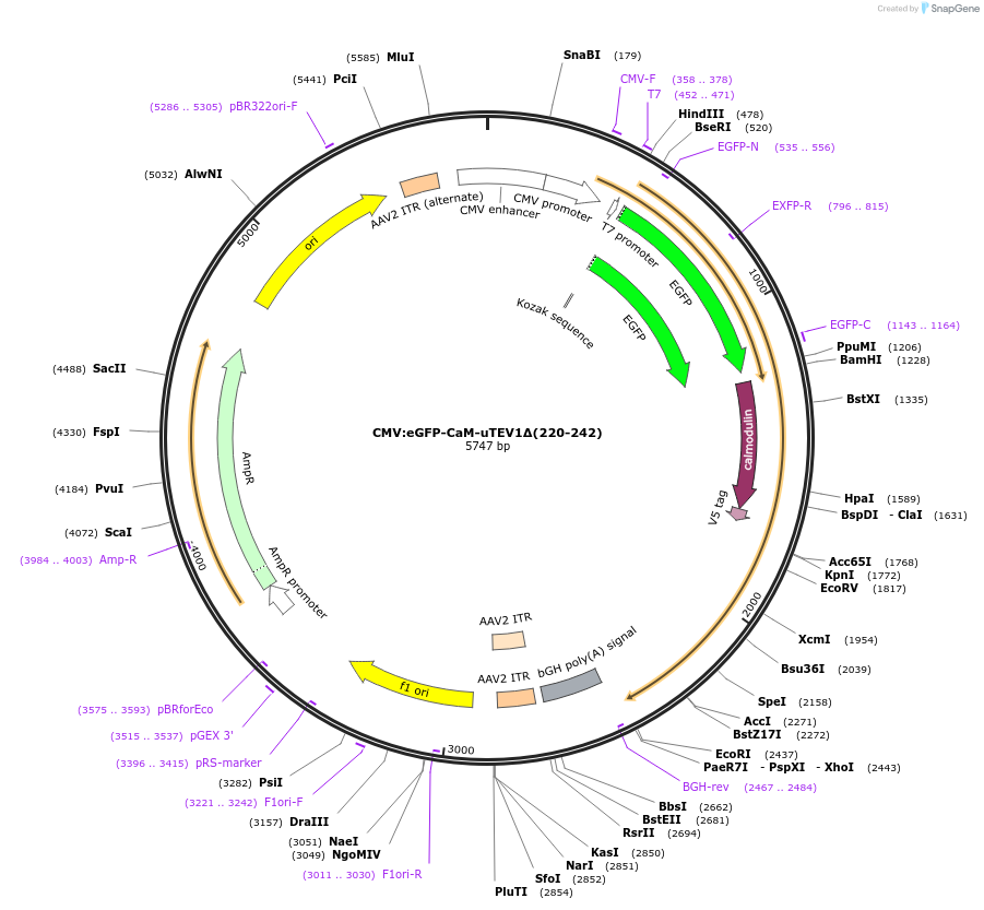 135461-plasmid-map-sequence-id-267522