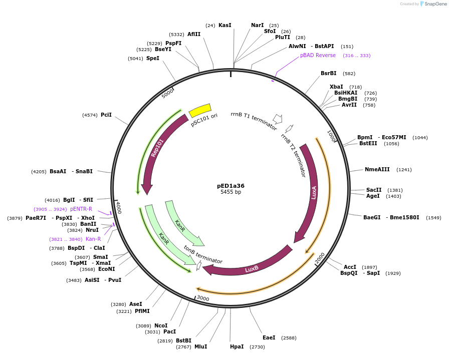 134790-plasmid-map-sequence-id-267536
