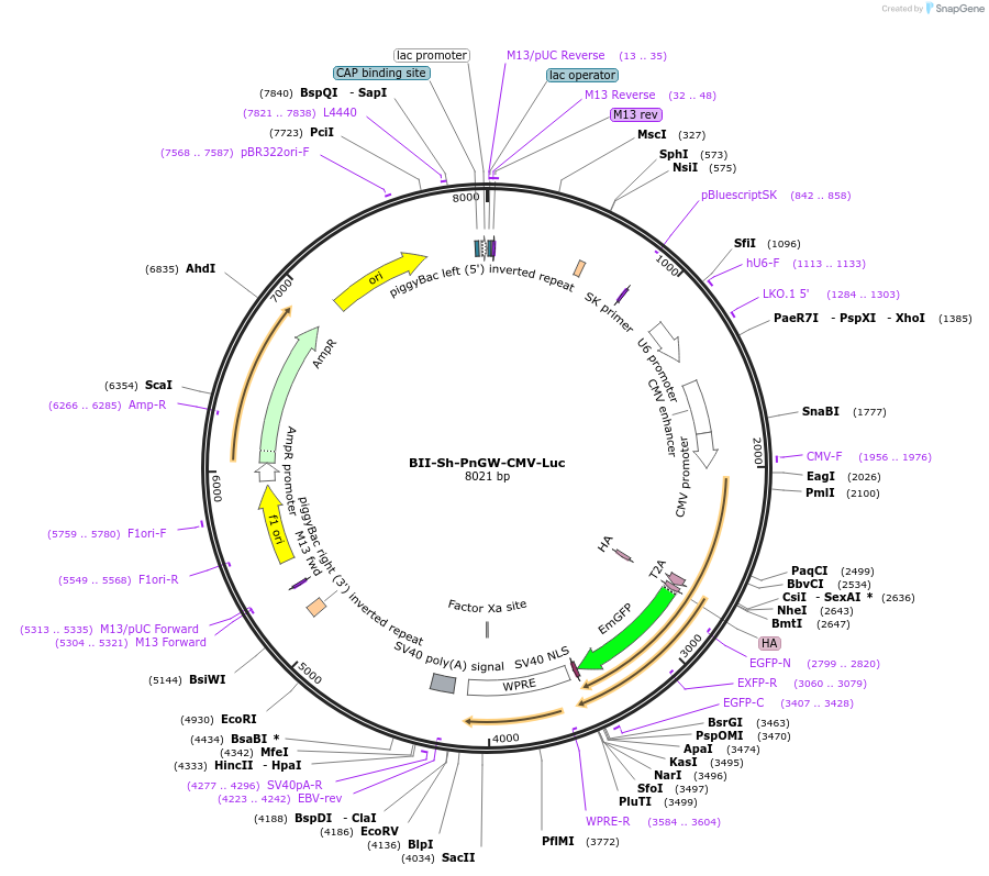133367-plasmid-map-sequence-id-267540
