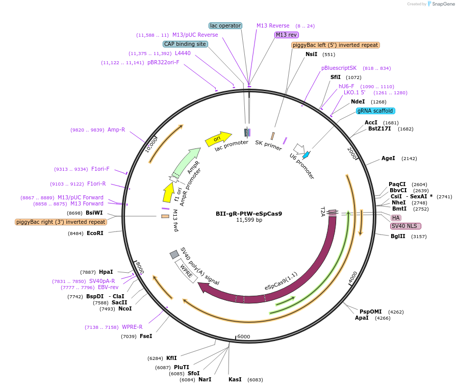 133357-plasmid-map-sequence-id-267549