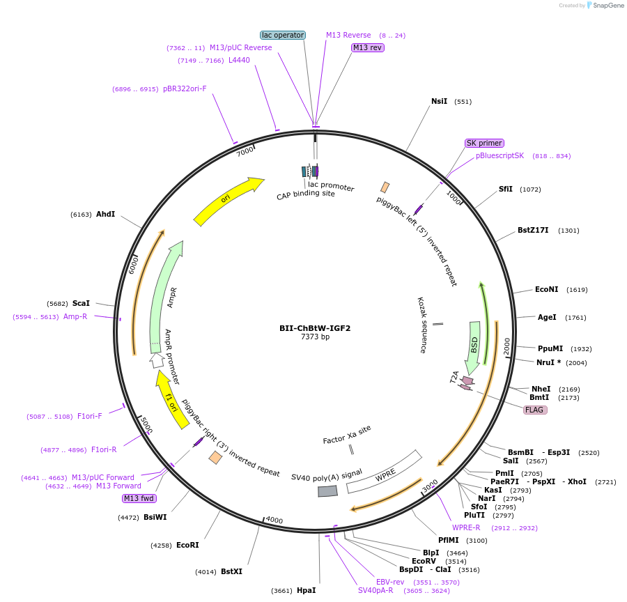 133374-plasmid-map-sequence-id-267551