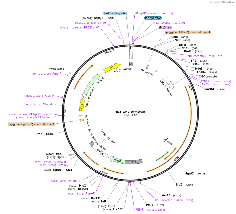 133402-plasmid-map-sequence-id-267553