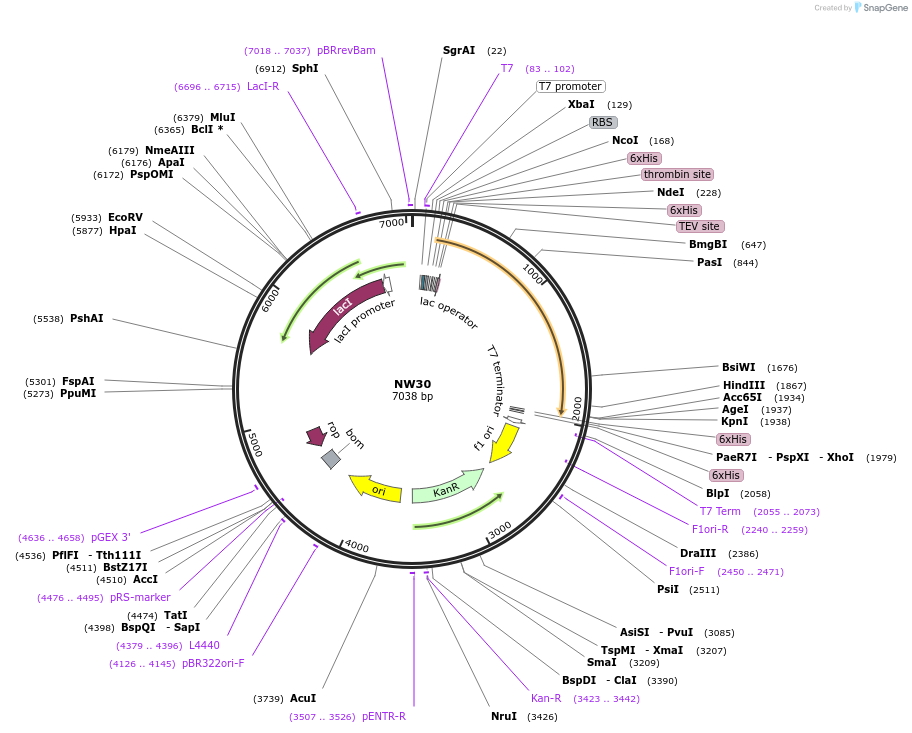 133444-plasmid-map-sequence-id-267556