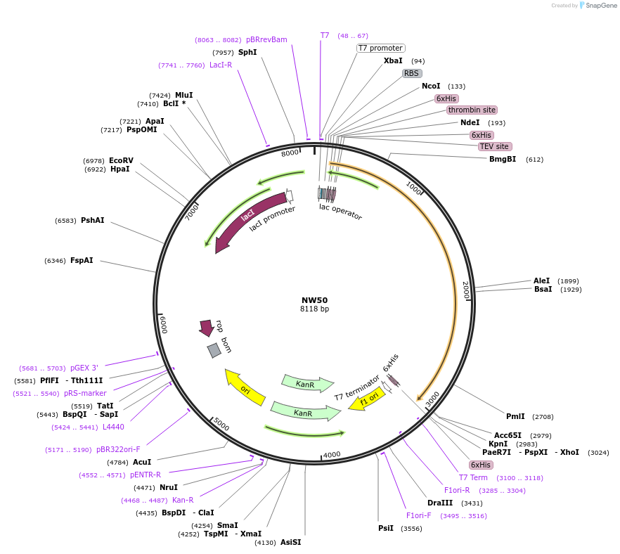 133445-plasmid-map-sequence-id-267558