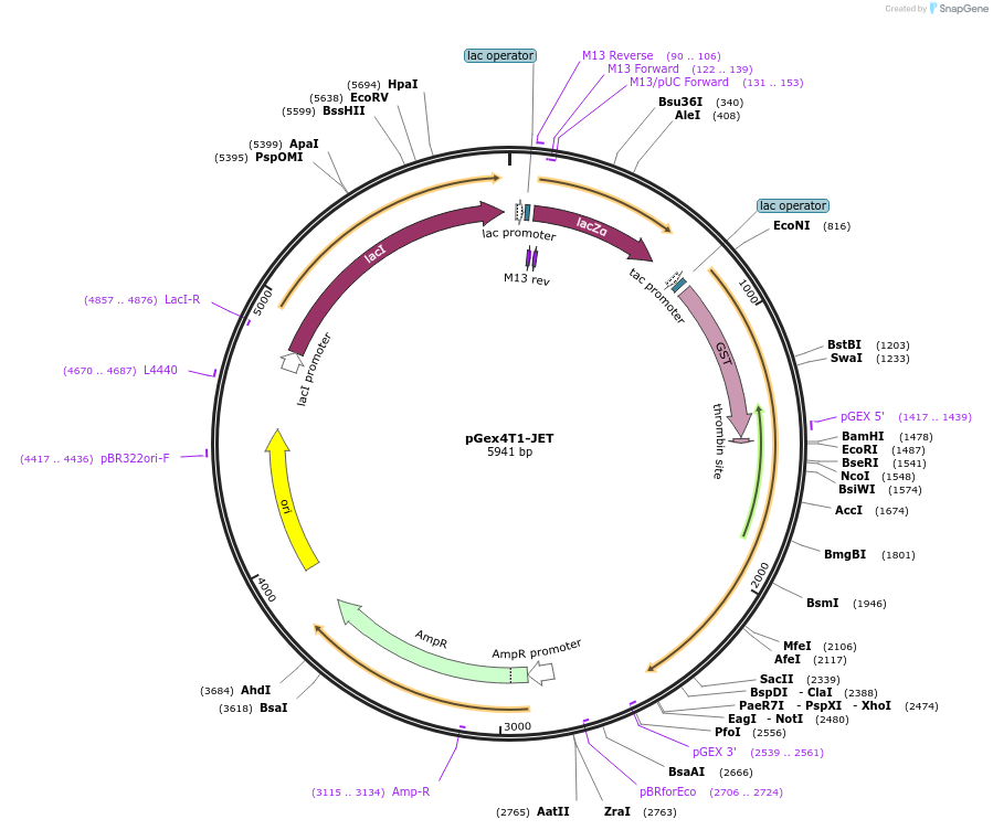 136245-plasmid-map-sequence-id-267564