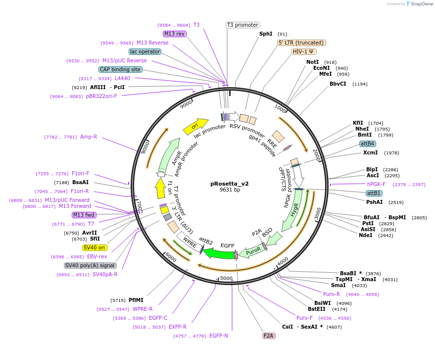 136477-plasmid-map-sequence-id-267565