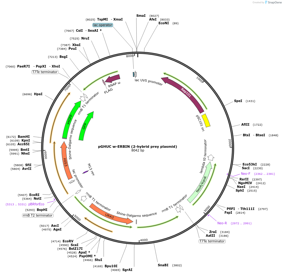 128163-plasmid-map-sequence-id-267568