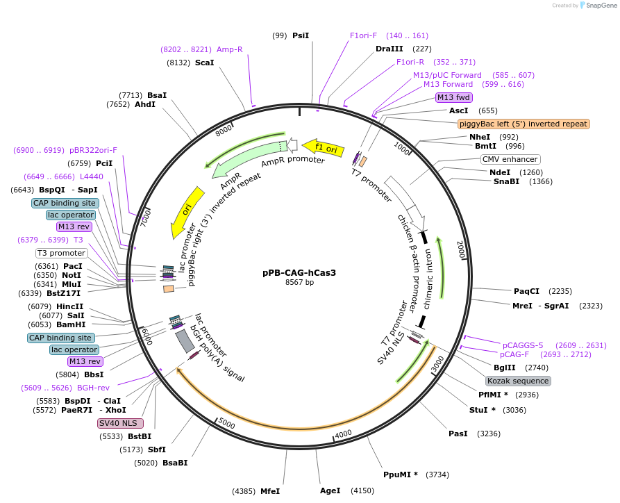 134920-plasmid-map-sequence-id-267579