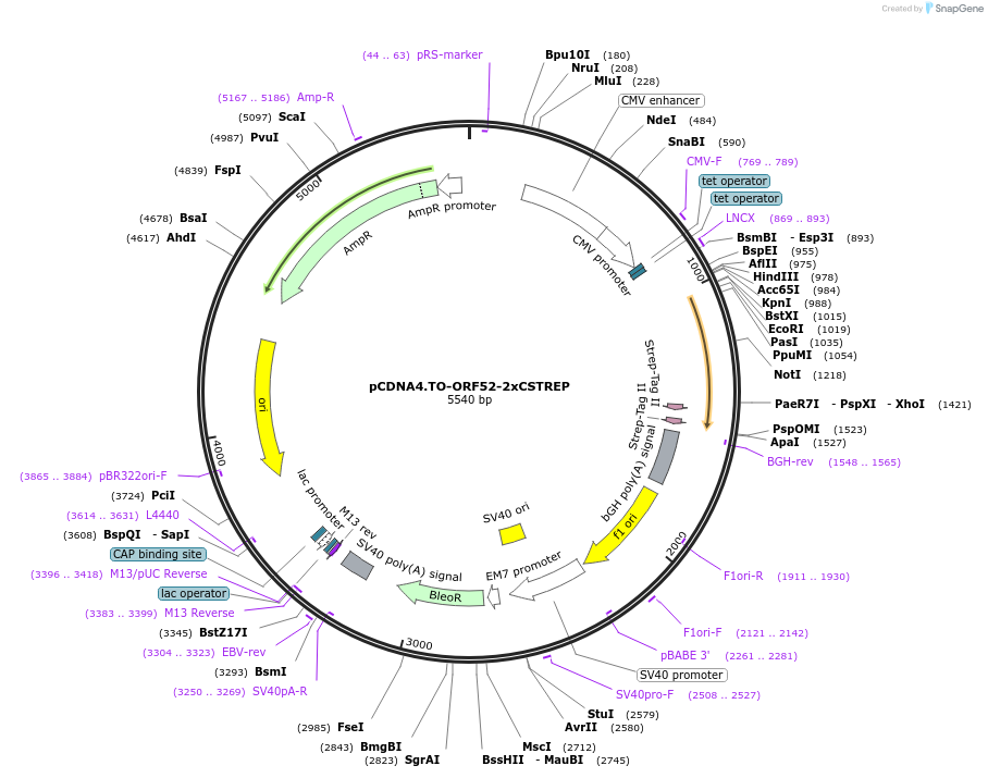 136212-plasmid-map-sequence-id-267583