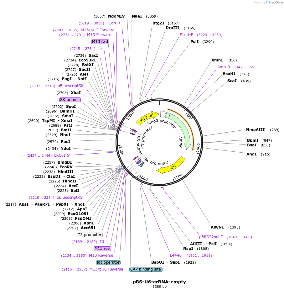 134921-plasmid-map-sequence-id-267585