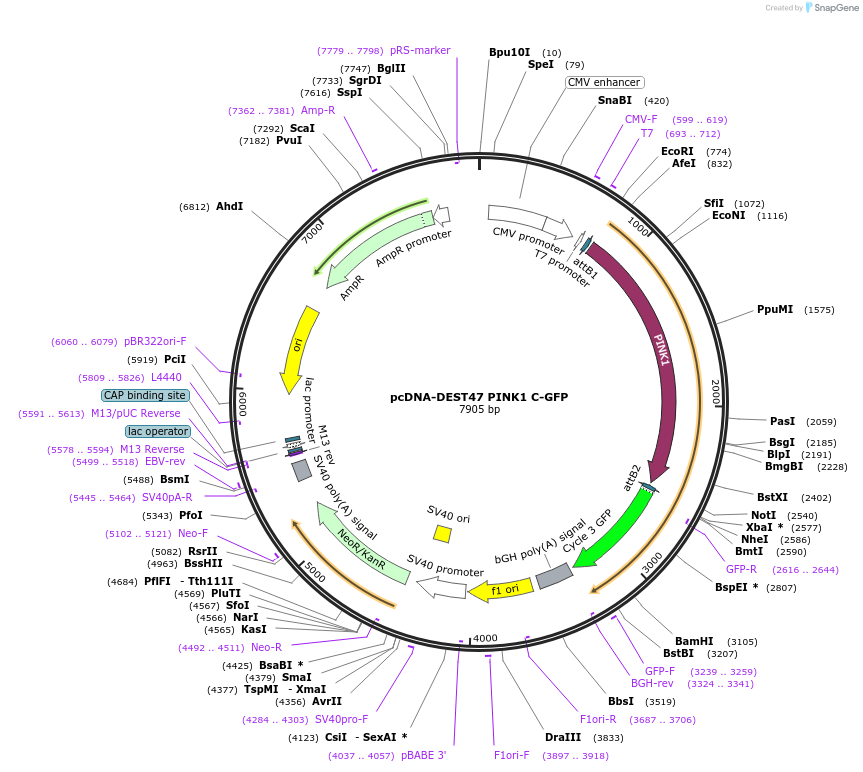 13316-plasmid-map-sequence-id-267586
