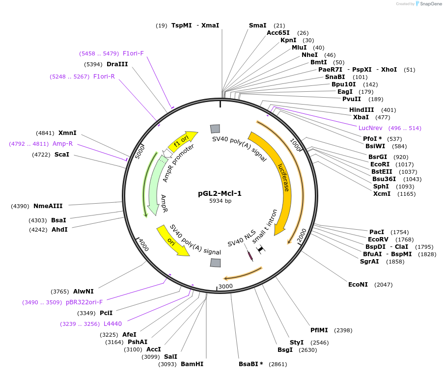 19132-plasmid-map-sequence-id-267587